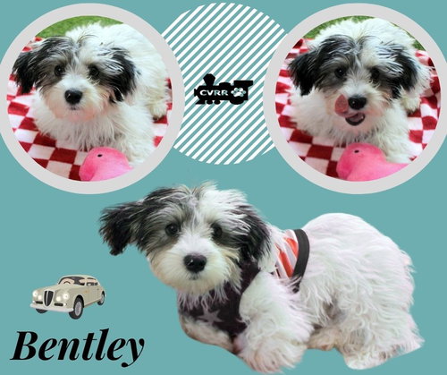 Bentley (Posh Puppy)