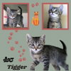Tigger (Kitten)