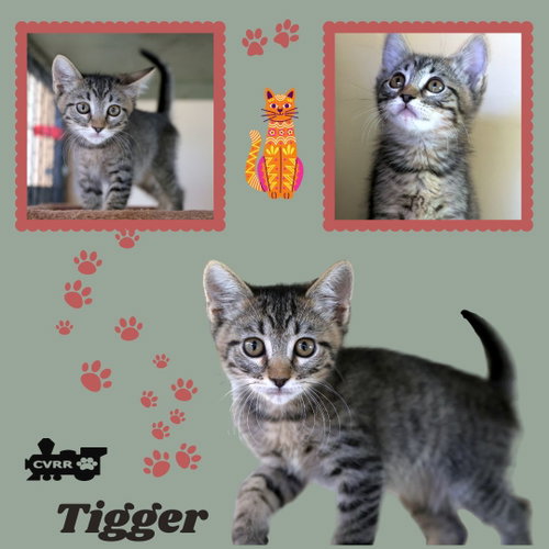 Tigger (Kitten)