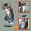 Tansy (Kitten)