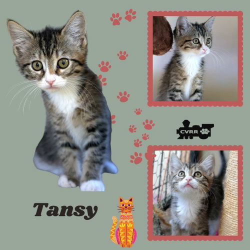 Tansy (Kitten)