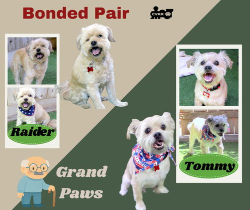 Tommy and Raider (GrandPaws)