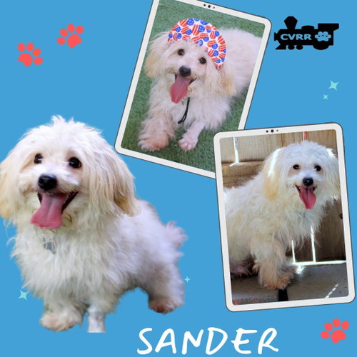 Sander (Ritzy)