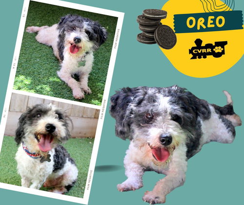 Oreo