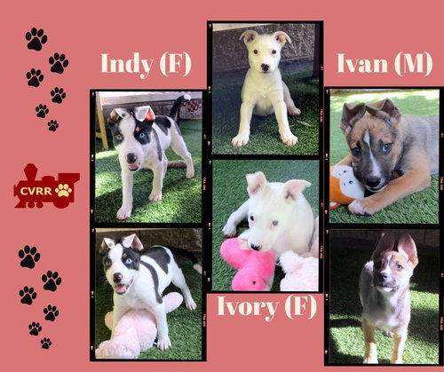 Indy, Ivory and Ivan (Puppy)