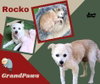 Rocko (GrandPaws)
