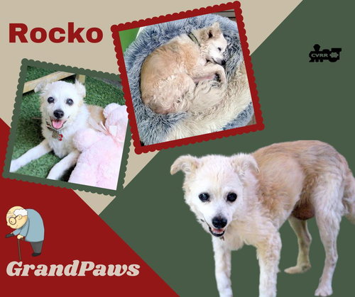 Rocko (GrandPaws)