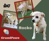 Rocko (GrandPaws)