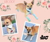 Roxy