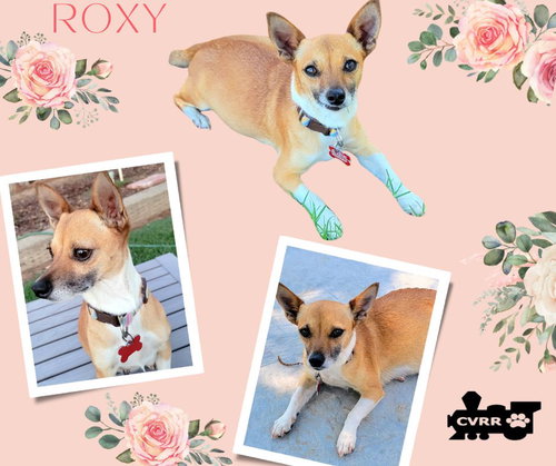 Roxy