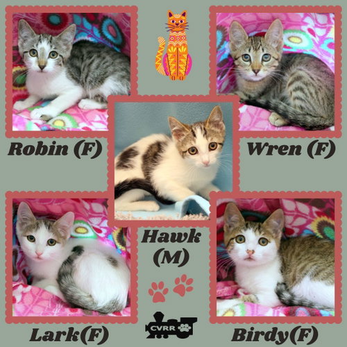 CatBirds (Kitten)