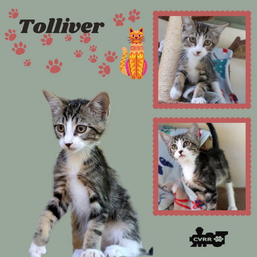 Tolliver
