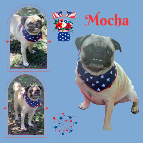 Mocha (Ritzy)