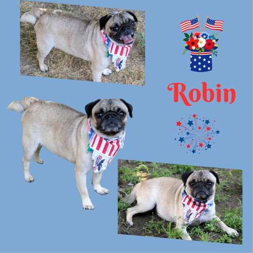 Robin (Ritzy)