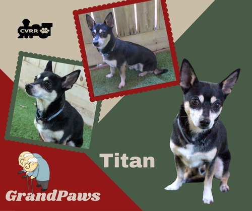 Titan (GrandPaws)