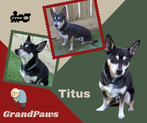 Titus (GrandPaws), an adoptable Manchester Terrier in Lindsay, CA