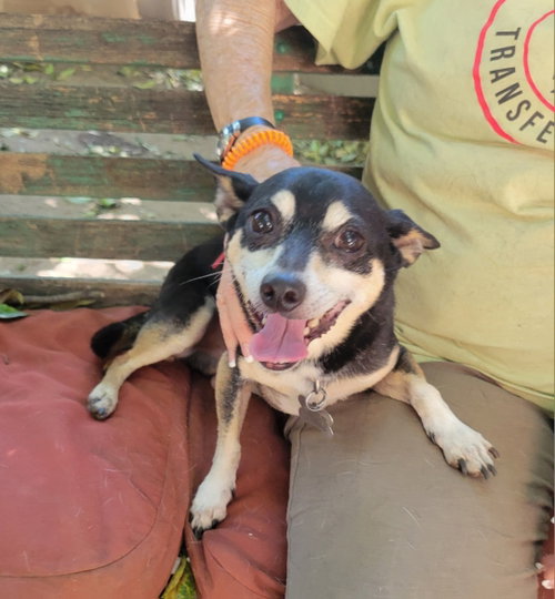 Titus (GrandPaws), photo 2