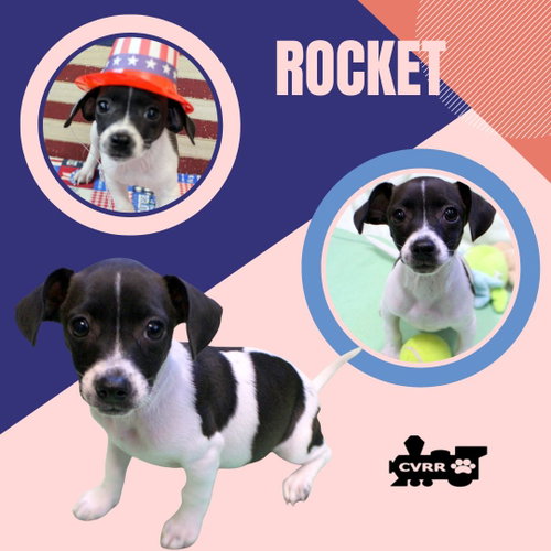 Rocket (Puppy), an adoptable Chihuahua in Lindsay, CA