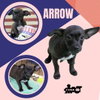 Arrow (Puppy)