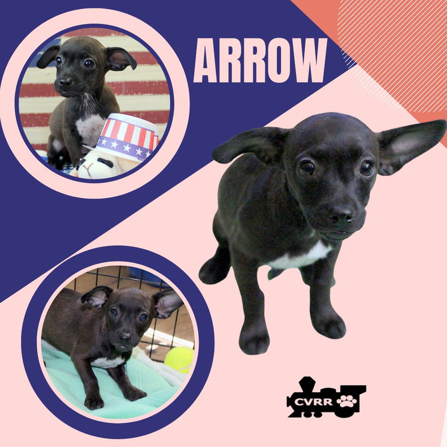 Arrow (Puppy)