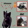 Mouse (Kitten)