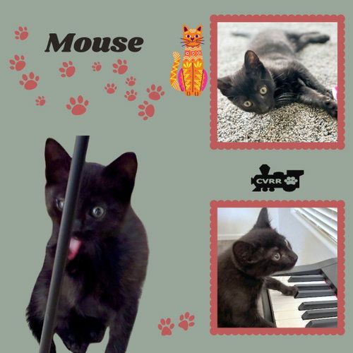 Mouse