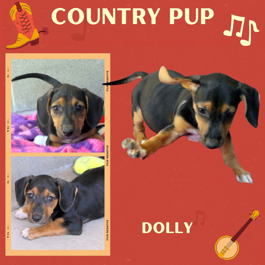 Dolly (Puppy)