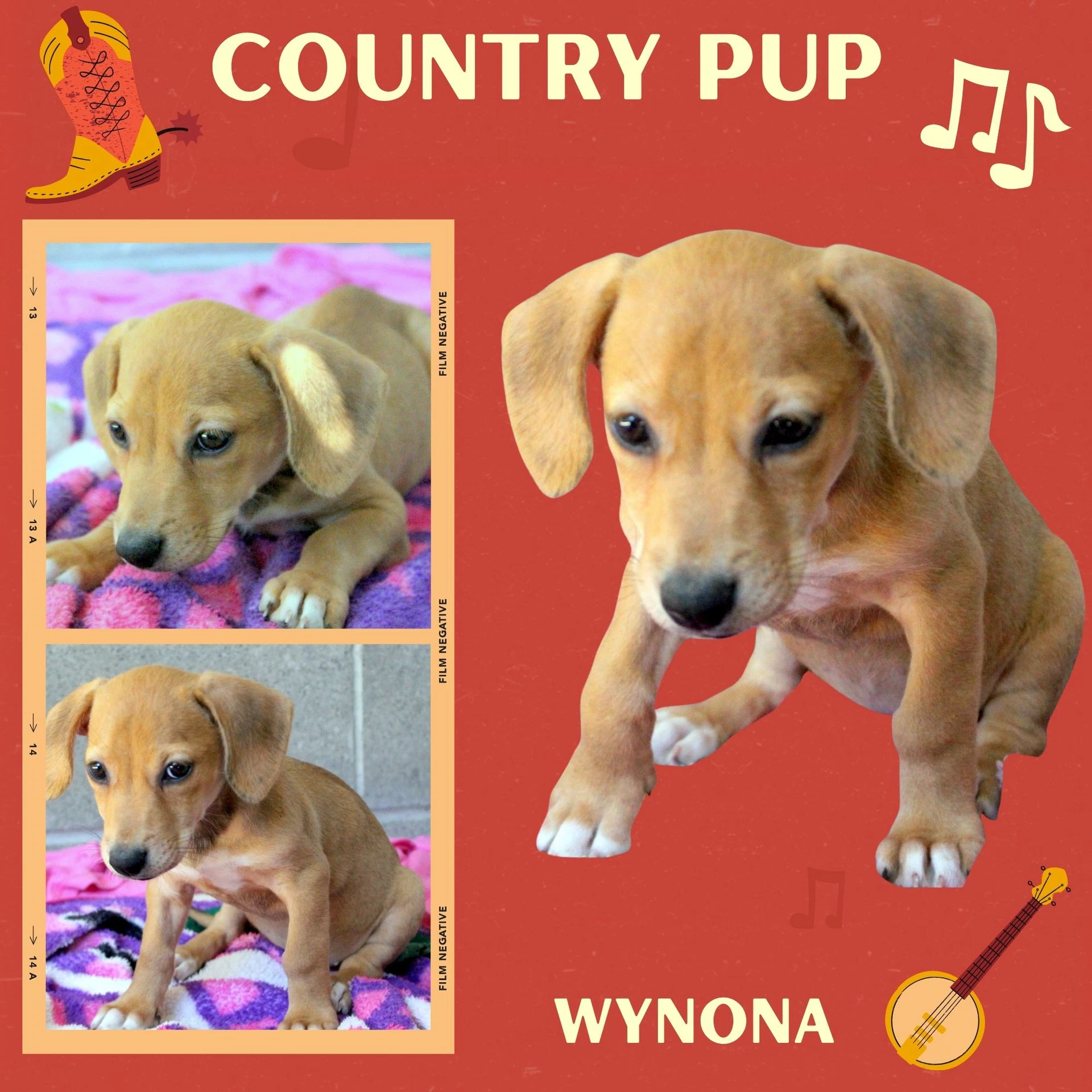 Wynona Puppy