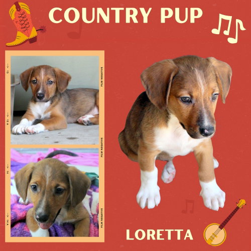 Loretta (Puppy), an adoptable Hound in Lindsay, CA