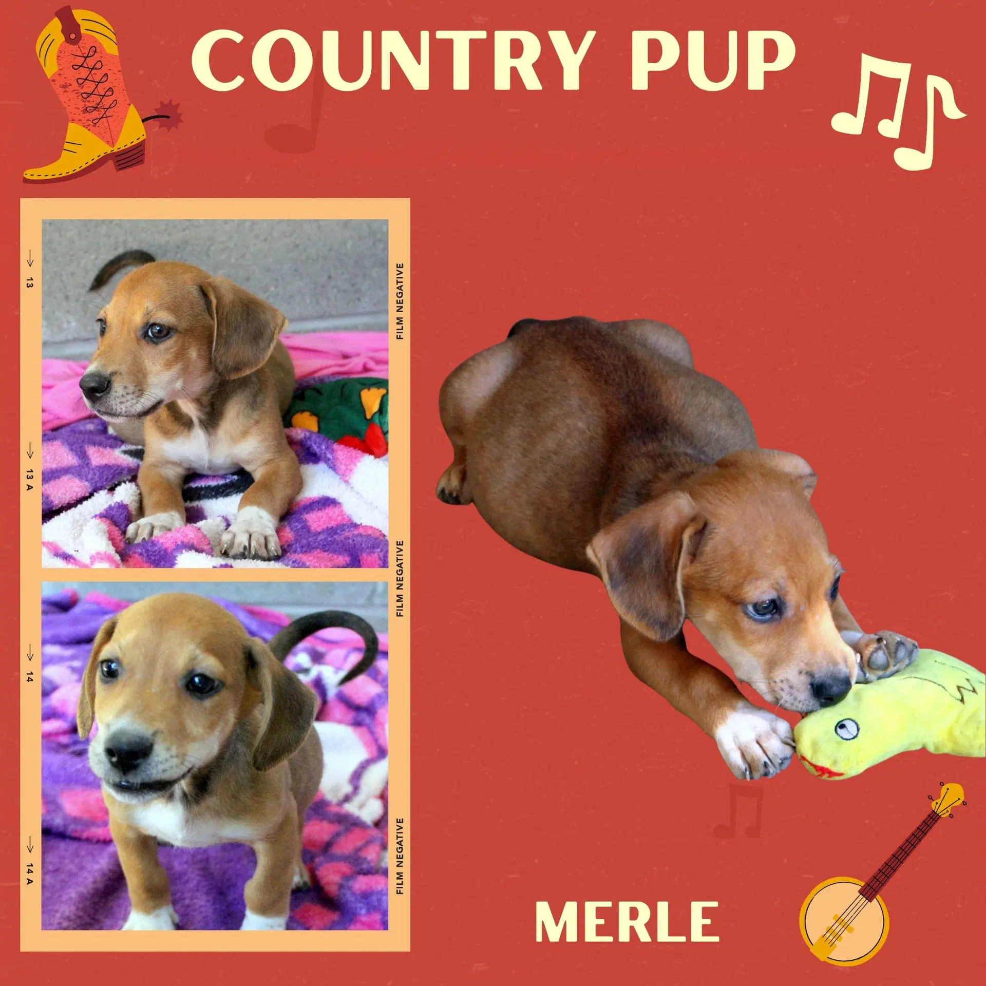 Merle Puppy - Hound