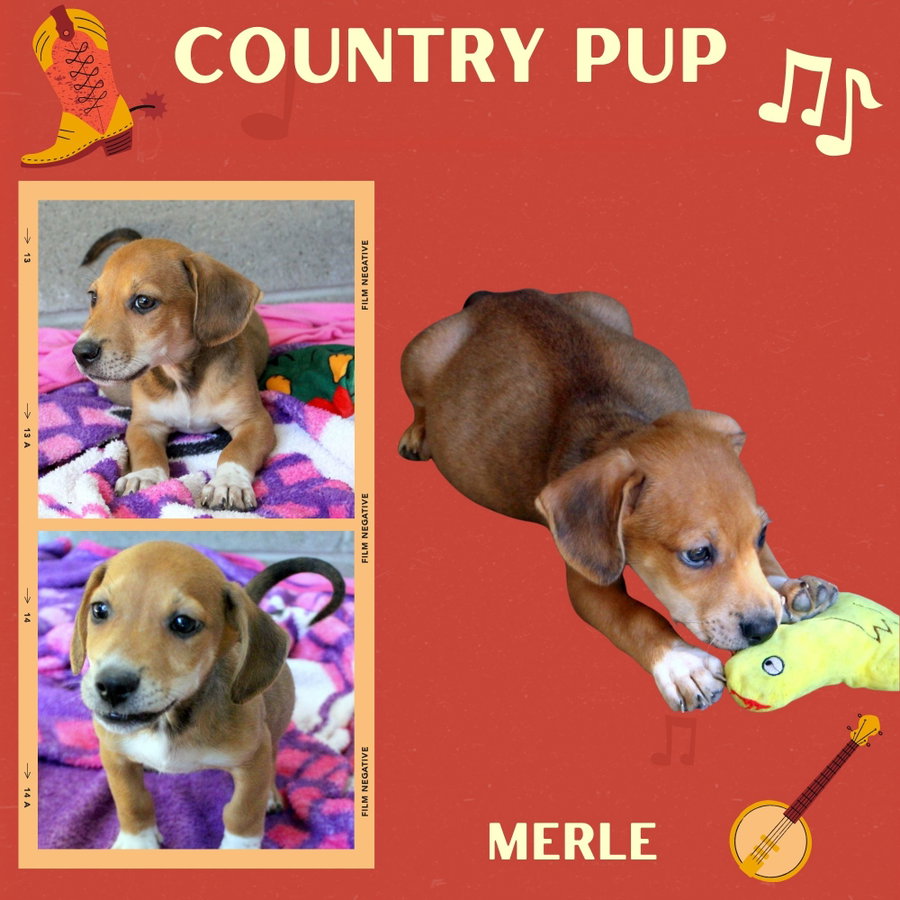 Merle (Puppy)
