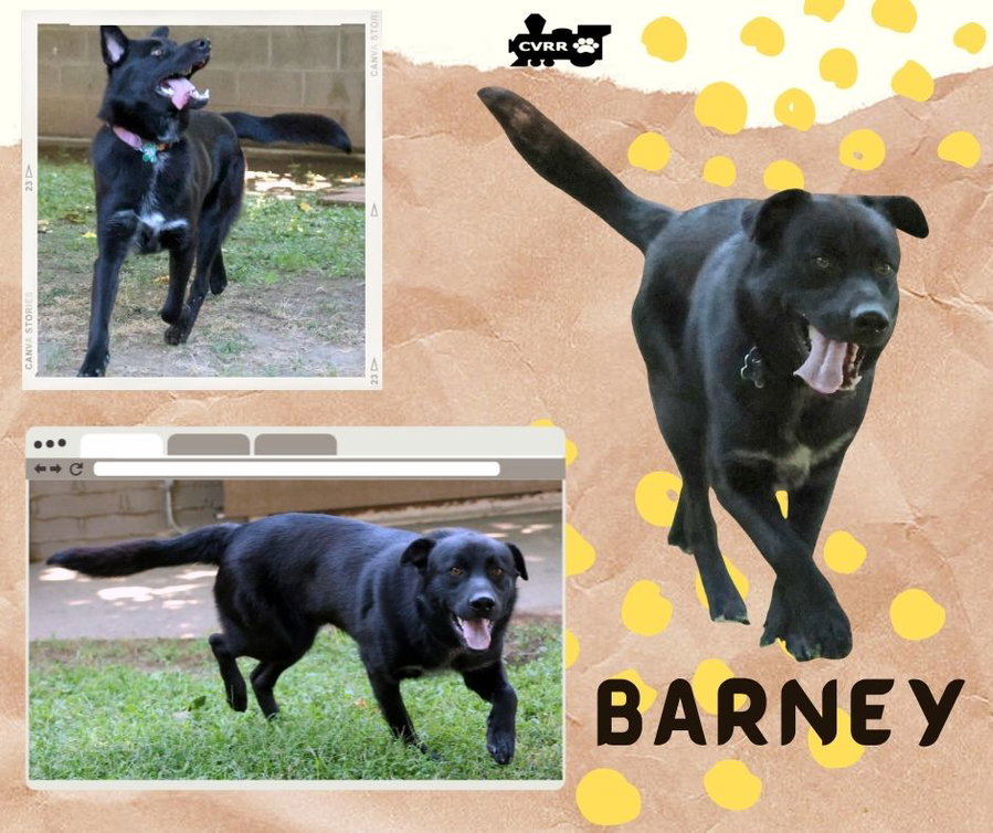 Barney