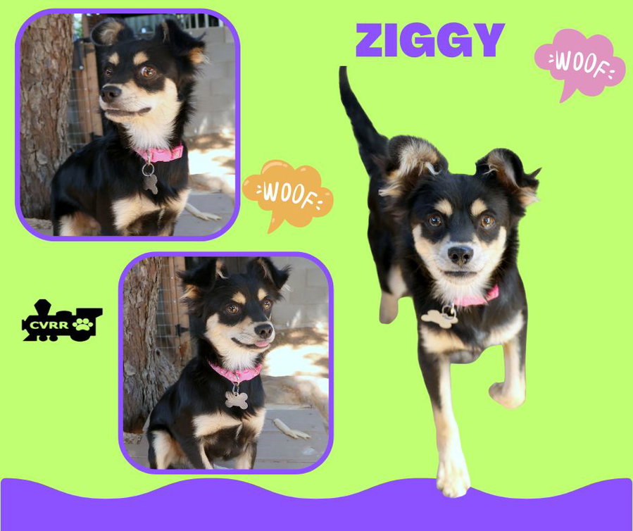 Ziggy