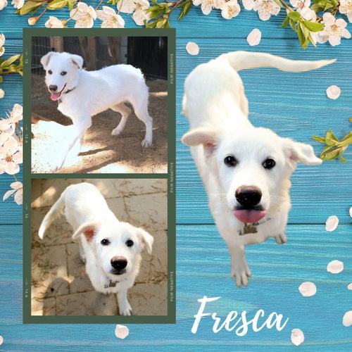 Fresca (Puppy), an adoptable Great Pyrenees in Lindsay, CA