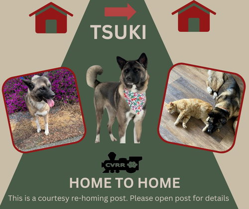 *Tsuki* HOME TO HOME, an adoptable Akita in Lindsay, CA