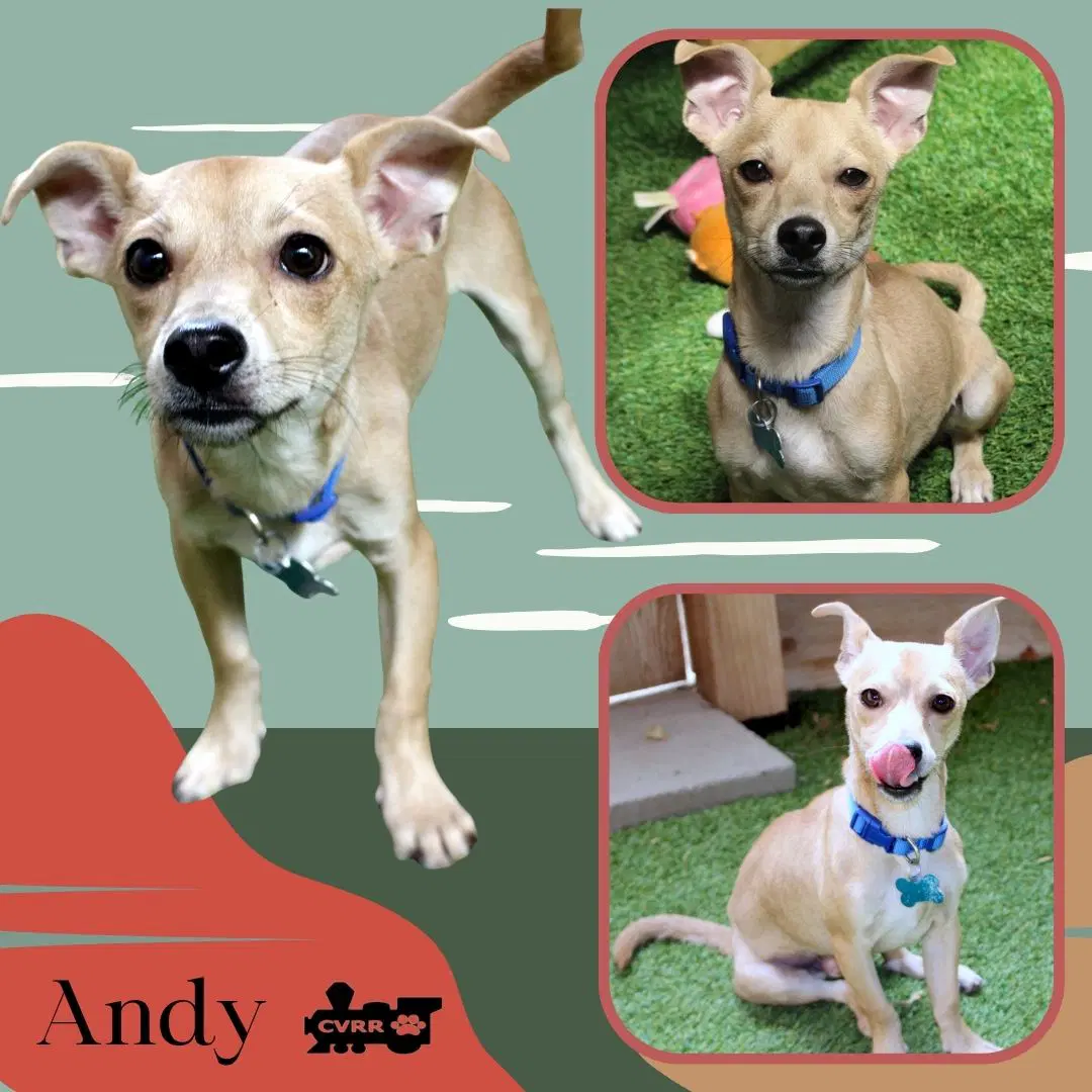 Andy Puppy - Chihuahua