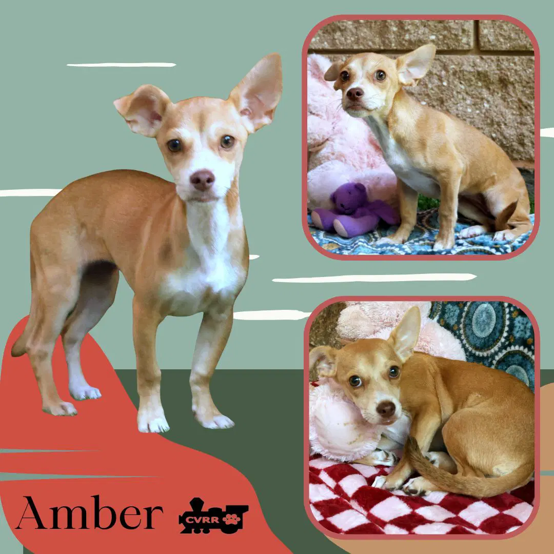 Amber Puppy - Chihuahua