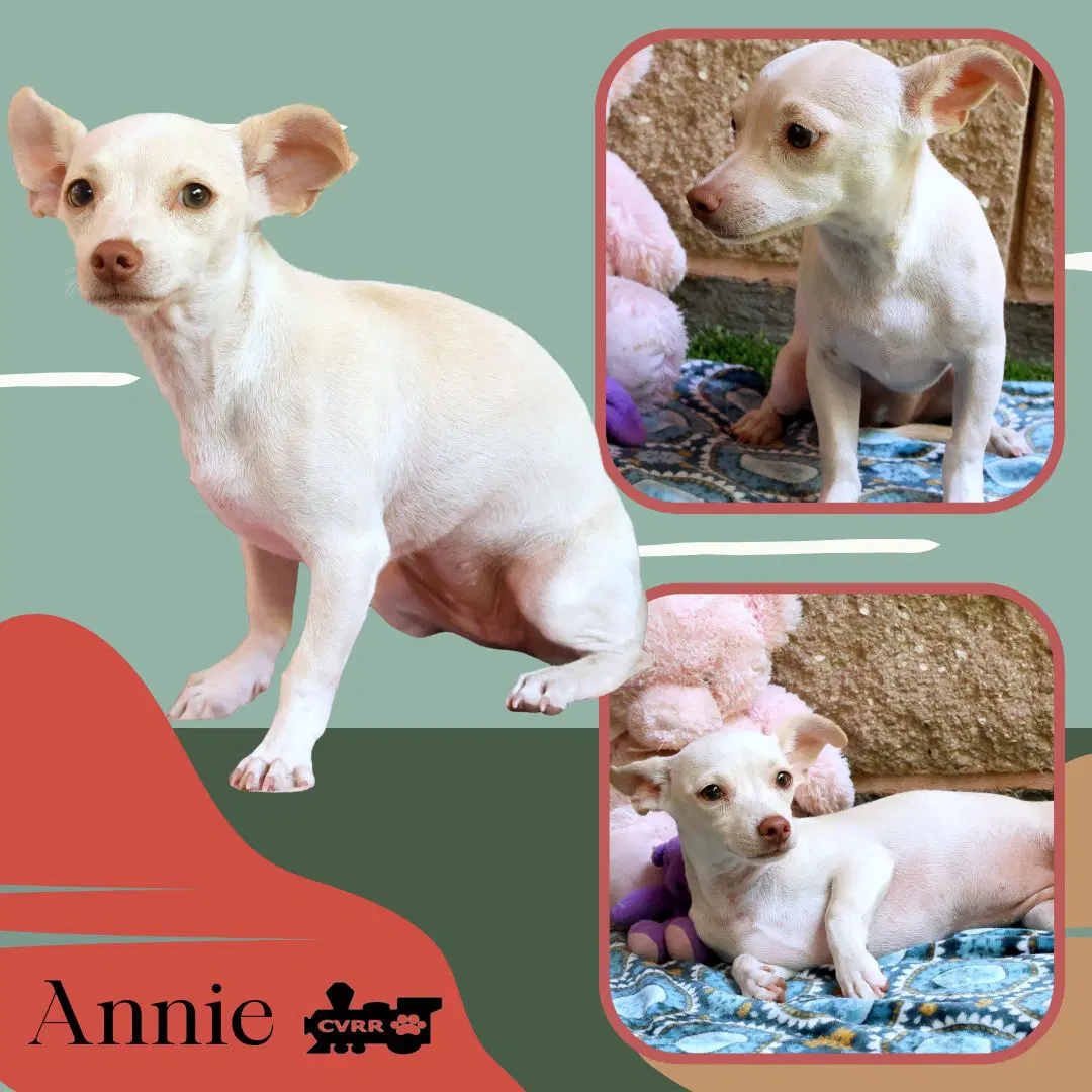 Annie Puppy - Chihuahua