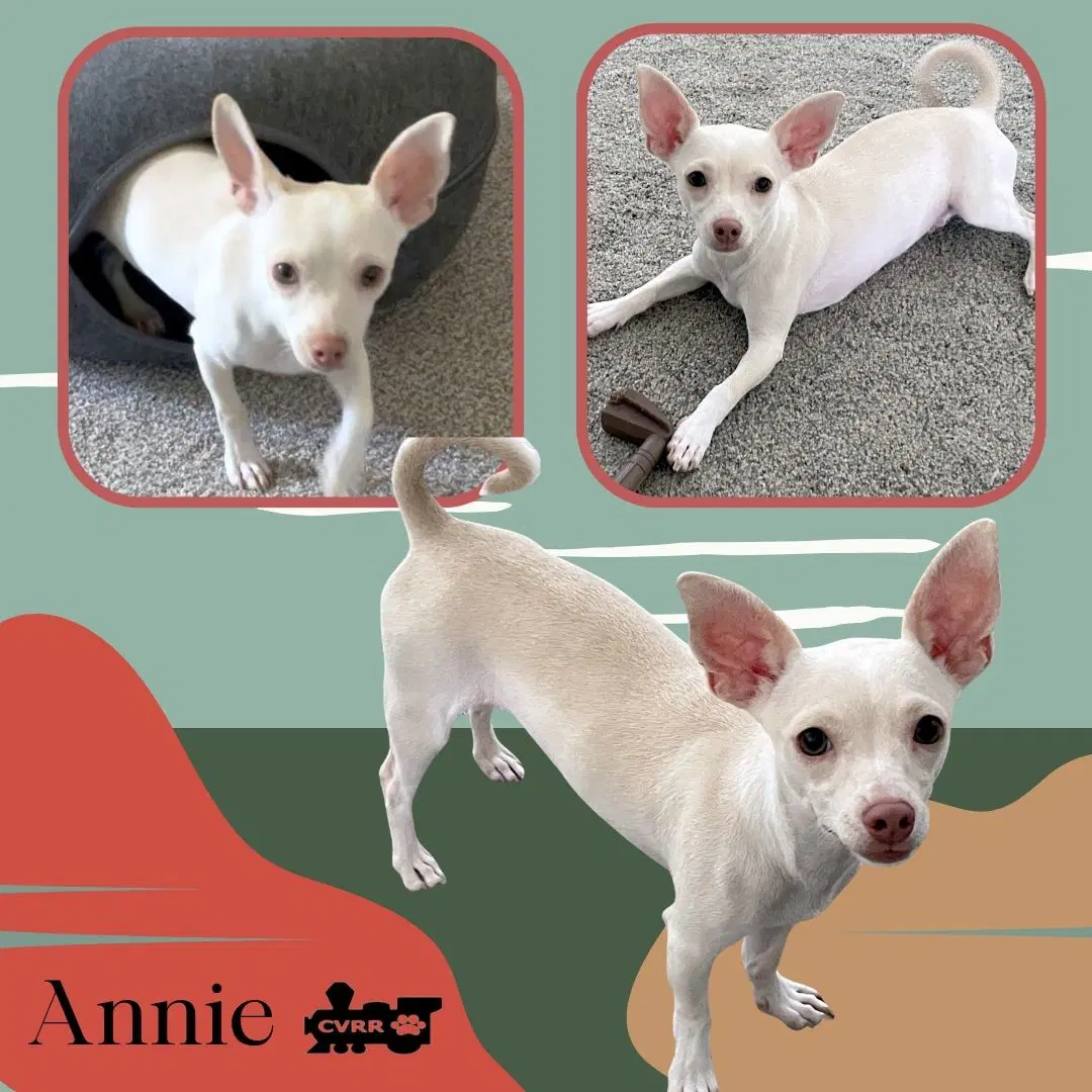 Annie Puppy - Chihuahua