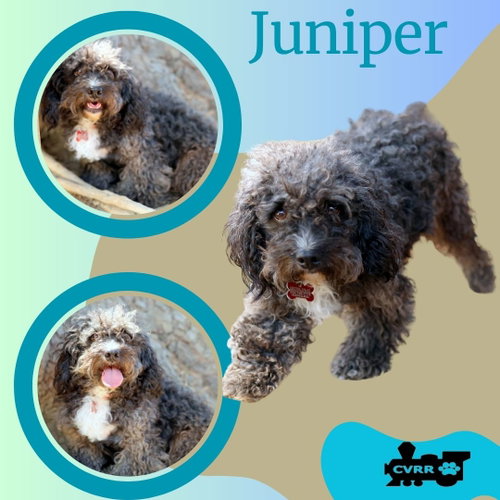 Juniper