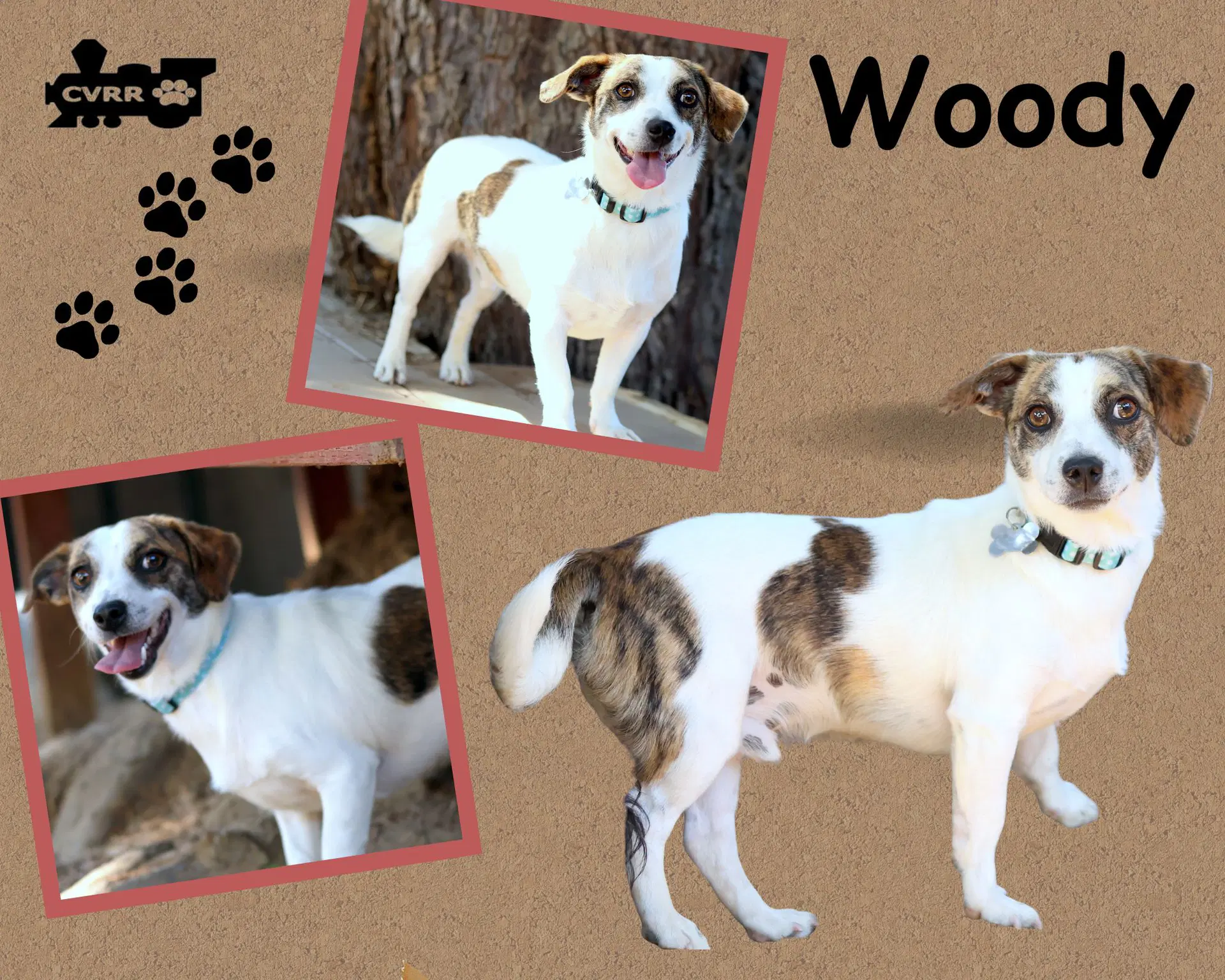 Woody - Jack Russell Terrier