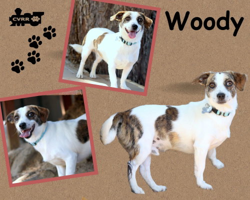 Woody