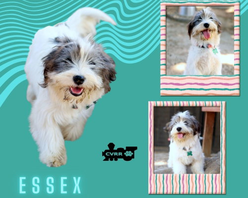 Essex