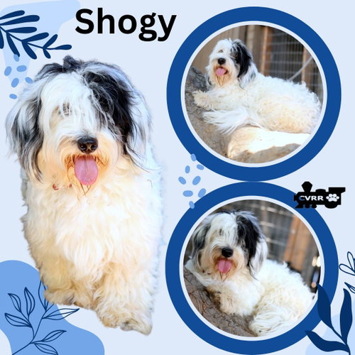 Shogy( Ritzy)