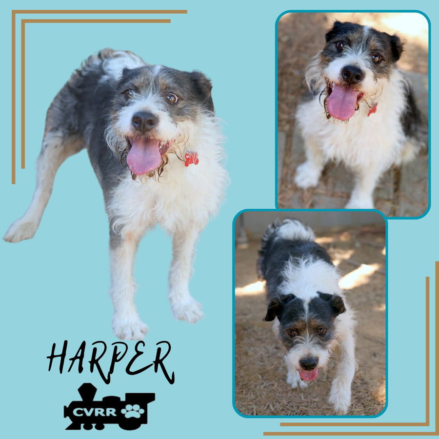 Harper