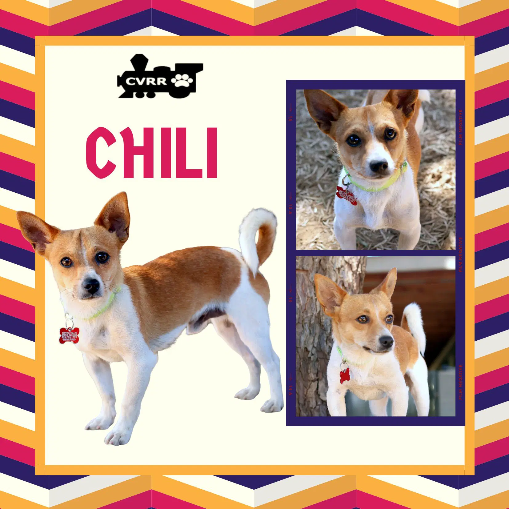 Chili - Terrier