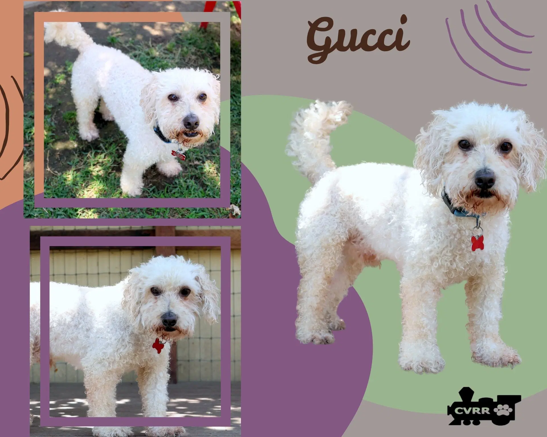 Gucci Ritzy - Poodle (Miniature)