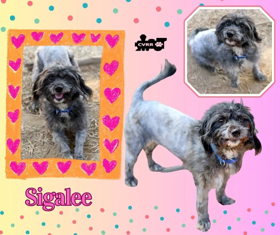 Sigalee Ritzy - Schnauzer