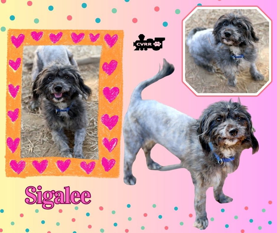 Sigalee (Ritzy)