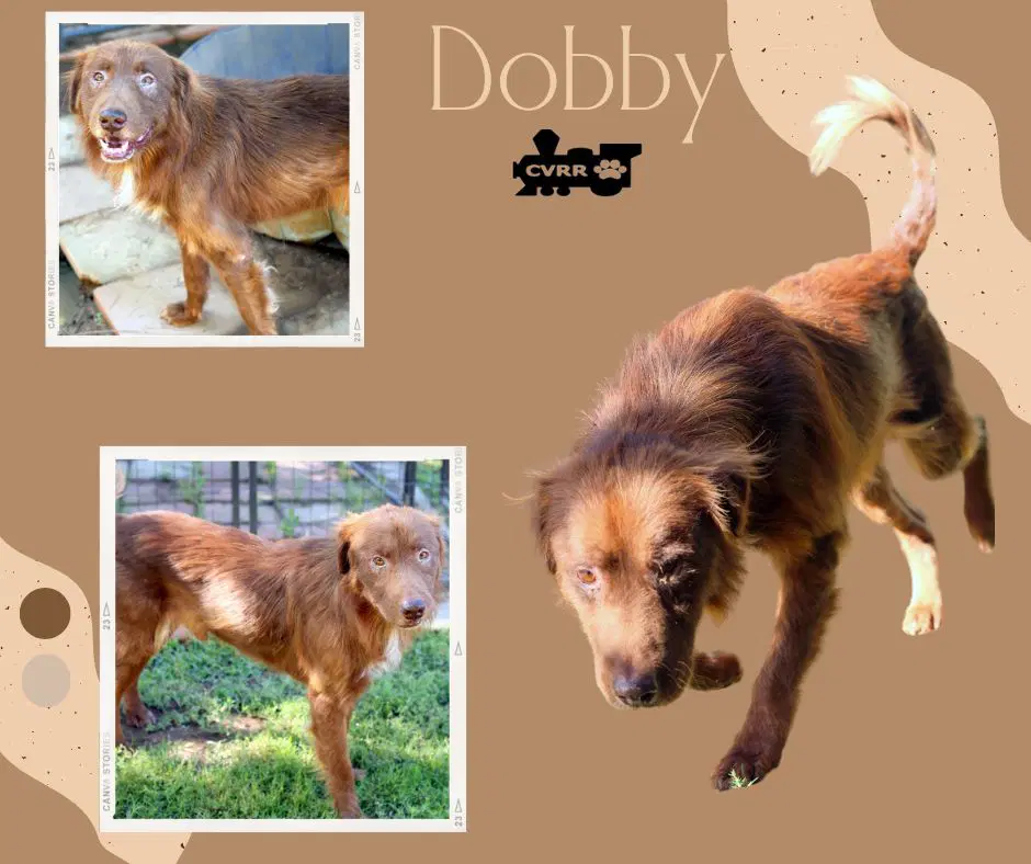 Dobby - Australian Shepherd
